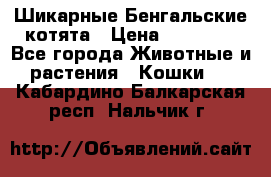 Шикарные Бенгальские котята › Цена ­ 25 000 - Все города Животные и растения » Кошки   . Кабардино-Балкарская респ.,Нальчик г.